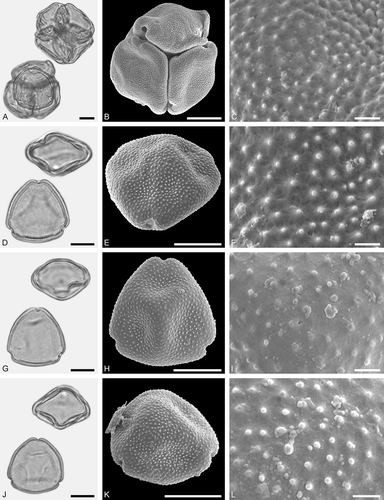 Figure 11. LM (A, D, G, J) and SEM (B, C, E, F, H, I, K, L) micrographs of dispersed fossil Juglandaceae pollen. A–L. Engelhardioideae gen. et sp. indet. (Alfaroa vel Engelhardia vel Oreomunnea), pollen in tetrad (A), single grains (D, G, J), close-ups of polar area. Scale bars – 10 μm (A, B, D, E, G, H, J, K), 1 μm (C, F, I, L).