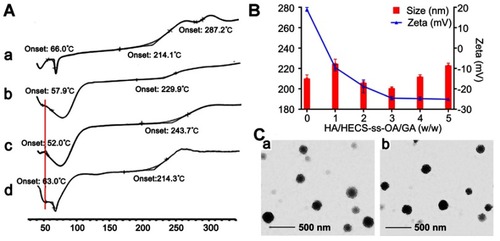 Figure 2 (A) DSC thermograms of GA (a), HECS-ss-OA (b), HECS-ss-OA/GA (c), and the physical mixture of GA + HESC-ss-OA (d). (B) Particle size and zeta potential of HA(HECS-ss-OA)/GA at different weight ratio of HA and HECS-ss-OA/GA. (C) TEM images of HA(HECS-ss-OA)/GA (a) and HA(HECS-cc-OA)/GA (b). Scale bar is 500 nm.Abbreviations: DSC, differential scanning calorimetry; GA, gambogic acid; HECS, hydroxyethyl chitosan; OA, octylamine; HA, hyaluronic acid; TEM, transmission electron microscopy.