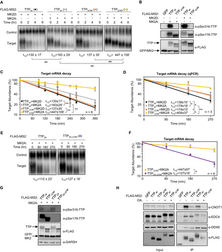 FIG 6 The TTP-CIM remains active in the presence of active MK2. (A) Representative Northern blots monitoring mRNA decay of β-globin mRNA tethered to MS2-TTP wild-type (wt) or ΔCIM proteins, co-expressed with constitutive active (MK2A) or catalytic dead (MK2D) MK2 kinase. (B) Western blots monitoring expression levels of TTP and MK2 proteins in panel A. Note, MS2-GFP and MK2 migrate similarly. (C) Graph quantifying six repeats of mRNA decay assays in panel A. Error bars represent standard deviation. (D) Graph quantifying three repeats of mRNA decay assays as in panel A but quantified by RT-qPCR rather than Northern blotting. (E) Representative Northern blots monitoring mRNA decay of β-globin mRNA tethered to MS2-TTP or MS2-TTP ΔCIM, each with alanine mutations at serines 52 and 178 (2A) and co-expressed with constitutive active MK2 (MK2A). (F) Graph quantifying four repeats of mRNA decay assays monitoring MS2-TTP ΔCIM with and without alanine mutations at serines 52 and 178 (2A) in the presence of active MK2 (MK2A). (G) Western blots monitoring expression levels of TTP and MK2 proteins in panels E and F. (H) Western blot showing proteins co-immunoprecipitating (IP, right panels) with indicated FLAG-tagged TTP proteins expressed in HEK293T cells treated with or without okadaic acid (OA). Input samples corresponding to 2.5% of IPs are shown on the left. *, p < 0.05, **, p < 0.01; Student's two-tailed t-test.