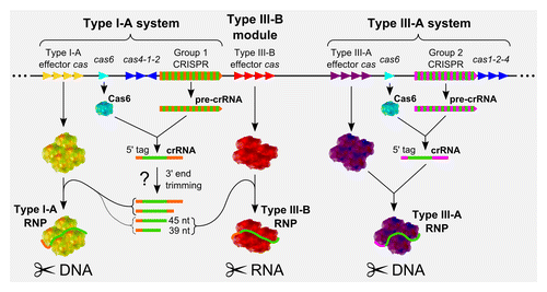 Figure 4. Model of pyrococcal CRISPR mode of action. Subtype I-A and III-B systems are delineated with their respective CRISPR arrays, cas6 (cyan) and informational modules (cas1, cas2 and cas4 in blue). The various guide sequences are indicated in green. Group 1 direct repeats (DRs), associated to the subtype I-A system, are represented in orange, whereas the Group 2 DRs, connected to the subtype III-A system are in pink. Effector cas genes and their products, which associate to crRNAs to form the interference complexes, are represented in yellow for subtype I-A, red for subtype III-B and purple for subtype III-A. Subtype I-A and III-B RNP complexes are hypothesized to associate to the same population of crRNAs (from Group 1 CRISPR arrays). Type III-B RNP complexes carry exclusively 39- and 45-nucleotide long crRNA and are the only CRISPR RNP complexes known to target RNA molecules.Citation57 As processed crRNA of other sizes are also found in vivo, they are expected to be associated with the subtype I-A RNP complexes, although association of the 39- and 45-nucleotide long crRNA to this complex is not excluded. On the other hand, subtype III-A RNP complexes are expected to be associated with crRNAs from the Group 2 CRISPR arrays. Further experiments remain to be performed to validate this model.