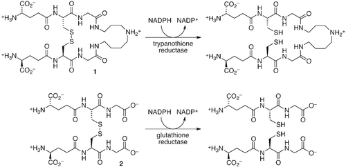 Figure 1.  The reactions catalysed by trypanothione reductase and glutathione reductase.