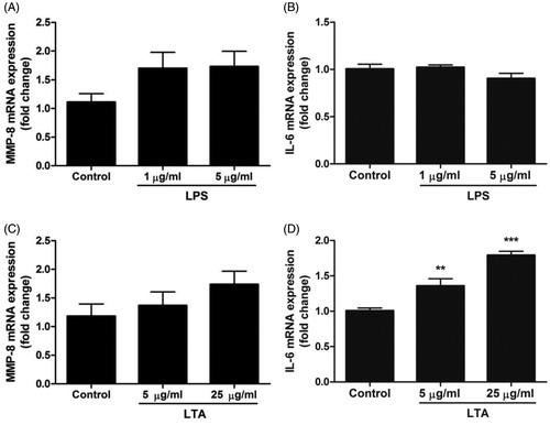Figure 2. Treatment with LTA enhances IL-6 mRNA expression in MDPC-23 cells. (A-D) Cells were stimulated with either LPS (1 and 5 µg/ml) or LTA (5 and 25 µg/ml) for 24 h and mRNA expression for MMP-8 (A, C) and IL-6 (B, D) determined by quantitative real-time RT-PCR. Values are presented as means ± S.E.M. of 8–12 observations in each group. ** and *** represent p < .01 and p < .001, respectively, compared to control.