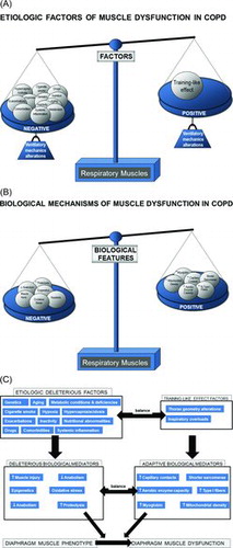 Figure 2.   A) In the respiratory muscles, etiologic local factors such as alterations in ventilatory mechanics: changes in thorax geometry and inspiratory overloads may somehow counterbalance (training-like effect, right-hand side tray in the scale) the deleterious effects of other factors of a rather systemic nature (left-hand side tray in the scale), as they also contribute to lower limb muscle dysfunction. B) In the respiratory muscles, several cellular and molecular mechanisms exert beneficial effects (adaptive mechanisms, right-hand side tray), which partly counterbalance the deleterious actions of other biological events (left-hand side tray). C) Schematic representation on how the different reported etiologic factors contribute to respiratory muscle dysfunction in COPD through the action of several biological mechanisms that modify muscle phenotype and function in the patients. Notice that in the COPD respiratory muscle dysfunction, as opposed to dysfunction of the lower limb muscles, several etiologic factors may exert beneficial effects (training-like effect, right-hand side panels) on muscle mass and performance through the action of different biological mediators (adaptive mechanisms) that lead to adaptation of the inspiratory muscles in COPD (all depicted in the right-hand side of the figure). These adaptive mechanisms partly counterbalance the deleterious effects of other factors and mechanisms of a rather systemic nature (depicted in the left-hand side of the figure).
