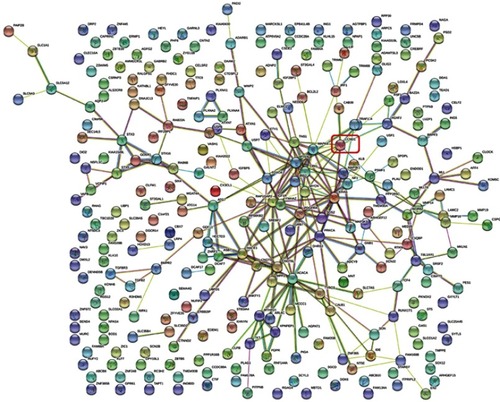 Figure 6 Protein-protein interaction network of miR-193a-3p target genes.