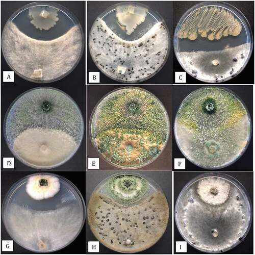 Fig. 10 (Colour online) In vitro antagonism assays conducted on PDA to demonstrate the interactions between three biocontrol microbes with Botrytis cinerea and Sclerotinia sclerotiorum. a, b, Inhibition of mycelial growth of B. cinerea by Bacillus amyloliquefaciens after 7 days (a) and 2 weeks (b). c, Development of a pronounced zone of inhibition between B. amyloliquefaciens and S. sclerotiorum after 2 weeks. d, e, Growth of Trichoderma asperellum (top) towards B. cinerea (bottom) showing the interaction at 7 days (d) and 2 weeks (e) where the biocontrol agent has overgrown the pathogen colony. f, Overgrowth of colony of S. sclerotiorum by T. asperellum after 2 weeks and colonization of sclerotia. g, h, Interactions between Gliocladium catenulatum and B. cinerea showing development of a zone of inhibition (g) and sporulation of the biocontrol and pathogen colonies after 2 weeks (h). i, Minimal interactions between G. catenulatum and S. sclerotiorum after 2 weeks in dual culture
