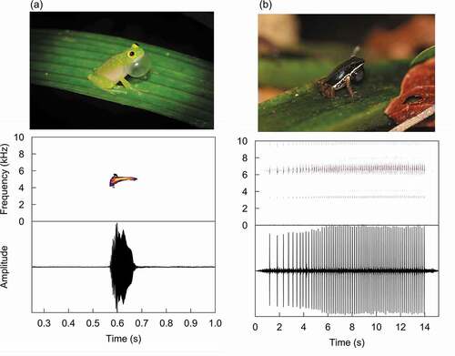 Figure 1. Calling male (a) H. fleischmanni and (b) S. flotator (top). Spectrograms and oscillograms (bottom) of an advertisement call of (a) H. fleischmanni and (b) S. flotator. Photos courtesy of Ryan Lynch and Rhett Butler