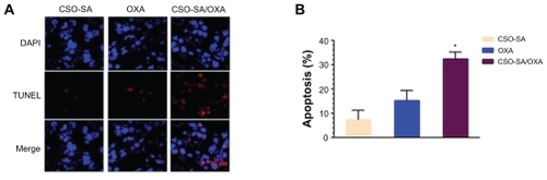 Figure 6 CSO-SA/OXA micelles increase apoptotic events of HT29 xenograft tumors. (A) Enhancement of apoptotic events measured by TUNEL on sections of HT29 xenograft tumors (three per group) treated with CSO-SA/OXA micelles using confocal microscopy analysis. (B) Percentage of apoptotic events measured on sections of (A). A total of 1 × 105 cells per tumor were counted and the percentage of apoptotic cells calculated.Note: Data are presented as mean ± standard deviation (*denotes P < 0.05).Abbreviations: CSO-SA, stearic acid-g-chitosan oligosaccharide; DAPI, 4′,6-diamidino-2-phenylindole; OXA, oxaliplatin; TUNEL, TdT-mediated dUTP nick end labeling.