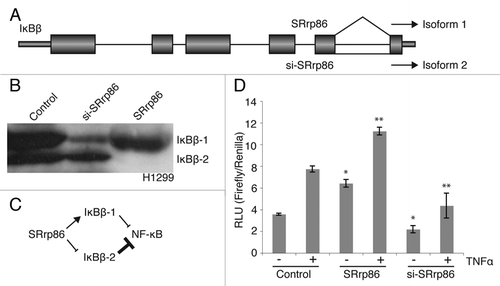 Figure 3 SRrp86 regulates an alternative splicing event in IκBβ and affects NFκB signaling. (A) The SpliceArray detected an alternative intron inclusion event between exons 5 and 6 of the IκBβ gene (NFKBIB). Under normal conditions both isoforms are expressed, but overexpression of SRrp86 promotes splicing of the intron and production of isoform 1. (B) Western blots were performed to detect changes in isoform expression in H1299 cells. Knock down of SRrp86 resulted in increased isoform 2 expression relative to isoform 1. Overexpression of SRrp86 resulted in increased expression of isoform 1 relative to isoform 2. (C) Flow chart outlining the effect SRrp86 expression on luciferase expression. SRrp86 enhances isoform 1 expression which allows for increased levels of basal and TNFá-stimulated NFκB activity. Loss of SRrp86 expression results in decreased levels of isoform 1 while maintaining the repressive activity of isoform 2 with the overall result being decreased NFκB activity. (D) Luciferase assays were performed to determine the effect of changing SRrp86 levels on NFκB signaling. Changes in the ratio of the two IκBβ isoforms due to SRrp86 were monitored using a construct containing the firefly luciferase gene under the control of NFκB. Basal (−) and stimulated (+) levels of NFκB activity were determined after treatment of cells with TNFα for 6 hr. Error bars represent SEM; *represents p < 0.05 compared to unstimulated control and **represents p < 0.05 compared to stimulated control by paired, 2-tailed t-test; n = 4.