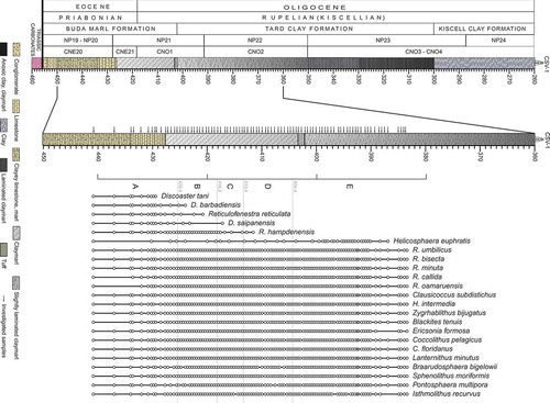 Figure 2. Stratigraphic log of the studied interval of the Cserépváralja-1 drillcore (modified after Ozsvárt et al. Citation2016), showing the distribution of the identified calcareous nannoplankton species. Black arrows indicate the studied samples