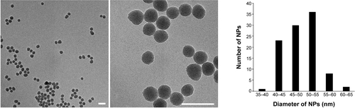 Figure S2 Transmission electron microscopy characterization of 50 nm NPs.Notes: Transmission electron microscopy images of NPs suspended in water (40 μg/mL). Scale bar, 100 nm. A histogram showed the size distribution of 100 NPs measured using the ImageJ software. The mean diameter was 49.5±3.9 nm (standard error of the mean).Abbreviation: NP, silica nanoparticle.