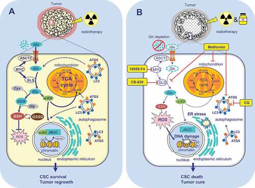 Figure 1. The role of Gln metabolism and autophagy in the regulation of prostate cancer radioresistance. (A) Gln serves for energy production in the TCA cycle, maintaining the redox state, epigenetic regulation, and the maintenance of CSCs. The activation of autophagy improves cell survival in a low glutamine microenvironment. (B) Targeting glutamine metabolism and autophagy results in tumor radiosensitization. αKG – alpha ketoglutarate; ATG5 – autophagy related 5; CSC – cancer stem cell; CQ – chloroquine; Cys – cysteine; ER - endoplasmic reticulum; GGC - γ-glutamylcysteine;GLS – glutaminase; Gln – glutamine; Glu – glutamate; Gly – glycine; GSH - glutathione (reduced form); GSSG - glutathione disulfide (oxidized form of GSH); HCHO – formaldehyde, a product of histone demethylation; JMJC – Jumonji C (JmjC)-domain-containing histone demethylases; LC3 – microtubule-associated protein 1 light chain 3; Me – histone methylation; ROS – reactive oxygen species; RS – radiosensitizers; SLC1A5/ASCT2 – solute carrier family 1 member 5; TCA – tricarboxylic acid cycle