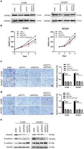 Figure 2. PVT1 and EIF4A3 promoted lung adenocarcinoma cells proliferation, migration, invasion and EMT. H1299 and HCC827 cells were transfected with sh-EIF4A3, sh-PVT1, sh-EIF4A3 and sh-PVT1, or sh-NC. (a) EIF4A3 protein level was detected in the cells groups above mentioned by western blot. (b) Cell proliferation was analyzed by CCK-8 assay. (c and d) Cell migration and invasion abilities were analyzed by Transwell and Transwell-matrigel assays. (e) The EMT-related proteins were examined by western blot. *p < 0.05, **p < 0.01, ***p < 0.001. Scale bar,50 μM.