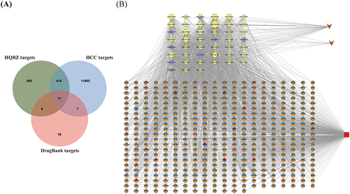 Figure 1 HQBZ-Compound-Target-HCC complex network. (A) Venn diagrams of the common targets of Astragalus–Atractylodes herb pair (HQBZ), hepatocellular carcinoma (HCC), and FDA-approved drug for HCC. (B) HQBZ-Compound-Target-HCC complex network, including 481 nodes with 2159 edges. The V-shaped nodes represent Astragalus (HQ) and Atractylodes (BZ), the hexagonal nodes represent 45 candidate bioactive ingredients of HQ and BZ (yellow and purple represent the bioactive ingredients from HQ and BZ, respectively). Round nodes represent 433 putative targets for HCC treatment using HQBZ (red is the target of action from FDA-approved drug for HCC, blue is the target of HQBZ, Orange is the target of HCC), and red square nodes represent HCC.