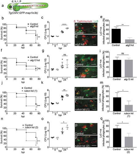 Figure 5. Roles of autophagy-related proteins in the host response to Salmonella infection. (a) Region of interest (blue square) for confocal image acquisition of infected phagocytes in the blood circulation in d, h, l and p. (b, f, j and n) Survival curves of systemic S. Typhimurium infection experiments of atg5 (b), atg13 (f), rubcn kd(1) (j) and rubcn kd(2) (n) morpholino knockdown groups with their respective control morpholino-injected groups. Kd1 and kd2 refer to use of translation blocking (MO1-rubcn) and splice blocking (MO2-rubcn) morpholinos, respectively. For each comparison one representative of three replicates is shown. Survival was scored at 24, 48 and 72 hpi, following infection at 48 hpf. (c, g, k and o) Representative CFU counts of the S. Typhimurium infections of atg5 (c), atg13 (g), rubcn kd(1) (k) and rubcn kd(2) (o) morpholino knockdown groups with their respective controls at 24 hpi. Five embryos/larvae per time point were used and the log transformed CFU data are shown with the geometric mean per time point. (d, h, l and p) Representative confocal images of atg5 (d’), atg13 (h’), rubcn kd(1) (l’) and rubcn kd(2)’ (p’) morpholino knockdown embryos with their respective controls (d, h, l and p) at 4 hpi. (e, i, m and q): Quantification of GFP-Lc3-Salmonella associations in atg5 (e), atg13 (i), rubcn kd(1) (m) and rubcn kd(2) (q) morpholino knockdown groups with their respective controls at 4 hpi. Numbers of infected phagocytes positive or negative for GFP-Lc3-Salmonella associations were counted from confocal images and the percentages of Lc3-positive over the total were averaged from five embryos per group. Error bars represent the SD. Scale bars: 10 μm. ****P < 0.0001, ***P < 0.001, **P < 0.01, *P < 0.05, ns = non-significant.