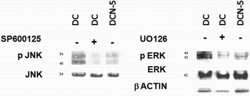 Figure 3. Kinase phosphorylation is abrogated when pre-treated with inhibitors to JNK½ or ERK½. Cells were pre-treated for 2 hours with JNK (SP600125) or ERK (UO126) inhibitor and then treated with MDI (DC) or MDI + 5 mM NAC (DCN-5). Representative results from one of independent western blot experiments with similar results are shown. (a) JNK½ phosphorylation was assessed via western blot analysis and compared to JNK. (b) ERK½ phosphorylation was assessed via western blot analysis and compared to ERK.