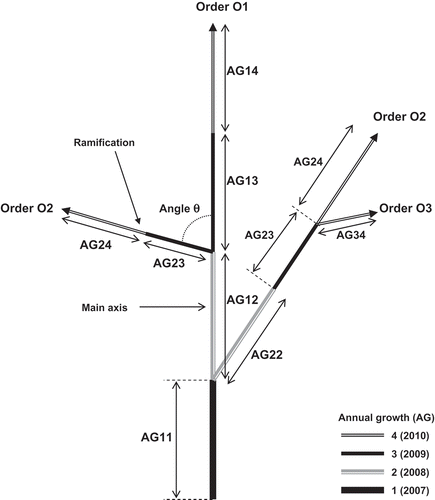 Figure 1. Architecture of a 4-year-old fig branch. Each annual growth (AG) is indexed by its branching order and year of growth, beginning in 2007 (1), respectively.