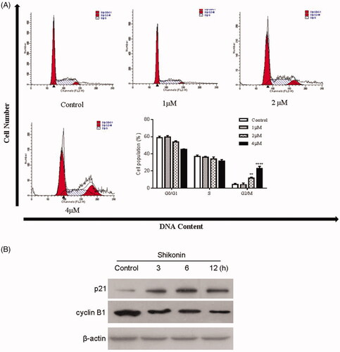 Figure 2. Effects of Shikonin on cell-cycle distribution and cycle-associated proteins in A375 cells. (A) A375 cells were incubated with different concentrations of Shikonin for 24 h. The percentage of A375 cells in G0/G1, S, and G2/M phase was measured by flow cytometry. (B) A375 cells treated with Shikonin (2 μM) for 3, 6, and 12 h. Western blotting was performed for the detection of cyclin B1 and p21. β-Actin was used as a loading control. A representative result from three separate experiments is shown. ** p < .01, **** p < .0001 compared with the control group.