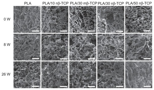 Figure 3 SEM micrographs of the pores on the external surface of five composite scaffolds at 0, 8, and 26 weeks: pure PLA, PLA/10 nβ-TCP, PLA/30 mβ-TCP, PLA/30 nβ-TCP, and PLA/50 nβ-TCP scaffold.Note: Scale bars: 300 μm.Abbreviations: SEM, scanning electron microscopy; PLA, poly (lactic acid); nβ-TCP, nano-sized β-tricalcium phosphate; mβ-TCP, micro-sized β-tricalcium phosphate; W, weeks.