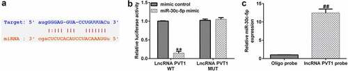 Figure 4. lncRNA PVT1 sponging of miR-30 c-5p. (a) miR-30 c-5p was identified as a latent target of lncRNA PVT1 via Starbase. (b) Detection of binding sites involving miR-30 c-5p and lncRNA PVT1 through dual-luciferase reporter-gene assays. (c) Detection of biotin-labeled miRNA in pull-down assays was performed. **P < 0.01 vs. mimic control; ##P < 0.01 vs. Oligo probe.