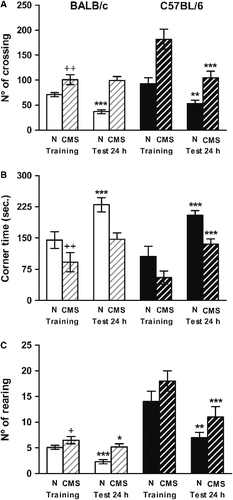 Figure 1 Mice behavior in the open field. Locomotion (panel A), corner time (panel B) and rearing (panel C) were measured in BALB/c (clear bars) and C57BL/6 (dark bars) in control (N) (plain bars) and CMS (crossed bars) mice. Results represent the mean ± SEM of 12 mice for each group. +p < 0.05, ++p < 0.01 versus the corresponding control; *p < 0.05, **p < 0.01, ***p < 0.001 versus training.
