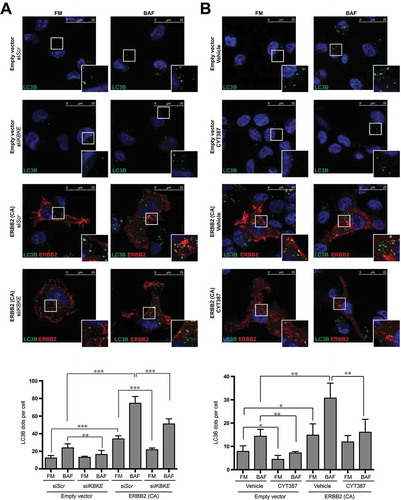 Figure 6. IKBKE is required for autophagy induced by the ERBB2 breast oncogene. (a) Evaluation of autophagic flux by confocal microscopy analysis of MDA-MB-231 cells overexpressing an activated form of ERBB2 (ERBB2 [CA]) upon downregulation of endogenous IKBKE expression. Cells were subjected to immunofluorescence analysis. IKBKE downregulation was obtained by transfection of appropriate siRNA (scrambled siRNA as a negative control and a specific siRNA against human IKBKE, #679). Where indicated, samples were treated with 400 nM BAF for 4 h. In these representative images, LC3B is visualized in green, ERBB2 (CA) in red, and DAPI-stained nuclei in blue. LC3B-positive dots were counted using a specific protocol by Volocity software (see graph in the lower panel). Scale bars: 25 μm. Results from one experiment, representative of 3 independent experiments (n = 3) are shown. (b) Evaluation of autophagic flux by confocal microscopy analysis of MDA-MB-231 cells overexpressing an activated form of ERBB2 (ERBB2 [CA]) upon pharmacological inhibition of IKBKE activity by CYT387 (2 μM, 2 h). Cells were subjected to immunofluorescence analysis. Where indicated, samples were treated with 400 nM BAF for 2 h. In these representative images, LC3B is visualized in green, ERBB2 (CA) in red, and DAPI-stained nuclei in blue. LC3B-positive dots were counted using a specific protocol by Volocity software (see graph in the lower panel). Scale bars: 25 μm. Results from one experiment, representative of 3 independent experiments (n = 3) are shown. Asterisks were attributed as follows: *P < 0.05, **P < 0.01, ***P < 0.001.