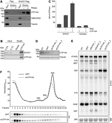 Figure 6. UTP14A interacts with DHX37 and stimulates its ATPase activity in vitro. (a) Cell extracts prepared from HEK293 cells expressing either DHX37-Flag or the Flag tag were used for immunoprecipitation experiments in the presence (+) or absence (-) of RNase. Inputs (1%) and eluates were separated by SDS-PAGE and analyzed by western blotting using antibodies against DHX37, UTP14A, WBSCR22 and tubulin. (b) Recombinant DHX37-His6 was incubated with either IgG sepharose (beads) or with IgG sepharose on which ZZ-UTP14A-His10 had been immobilized. After washing steps, proteins were eluted, and inputs and eluates were separated by SDS-PAGE then analyzed by western blotting using antibodies against DHX37 and UTP14A. (c) The amount of ATP hydrolyzed by recombinant DHX37 in the presence (+) or absence (-) of RNA and the presence (+) or absence (-) of UTP14A was determined using an in vitro NADH-coupled ATPase assay. Experiments were performed in triplicate and error bars represent mean ± standard deviation. (d) HeLa cells were left untransfected (WT), or were transfected with non-target siRNA (siNT) or siRNAs targeting UTP14A (siUTP14A_1 and siUTP14A_2). After 72 h, cells were harvested, and proteins were analyzed by western blotting using antibodies against UTP14A (upper panel) and tubulin (lower panel). (e) Total RNA was extracted from wild-type (WT) HeLa cells or HeLa cells transfected with siRNAs as in (D). RNAs were separated by denaturing agarose gel electrophoresis, transferred to a nylon membrane and the mature 28S rRNA was visualized by methylene blue staining (MB). Northern blotting with a probe hybridizing to the 5ʹ end of ITS1 (5ʹ ITS1) was used to detect precursors of the 18S RNA, which were visualized using a phosphorimager. (f) Whole cell extracts prepared from HEK293 cells treated with control siRNAs (siNT) or siRNAs targeting UTP14A (siUTP14A_1) were separated by sucrose density gradient centrifugation. The absorbance of each faction at 260 nm was determined and used to generate a profile on which the peaks corresponding to ribosomal subunits (40S and 60S) and 80S monosomes are indicated. RNA extracted from the gradient fractions was separated by denaturing PAGE, transferred to a nylon membrane and northern blotting was performed using a [32P]-labelled probe hybridizing to the U3 snoRNA. Replica experiments have been performed and representative data is shown in this figure.