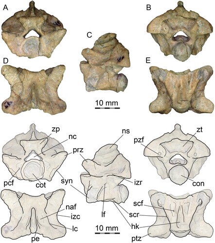 FIGURE 4. PVL 4714-4, middle precloacal vertebra (49th) and interpretative drawing. A, anterior view; B, posterior view; C, left lateral view; D, dorsal view, E, ventral view. Abbreviations: con, condyle; cot, cotyle; hk, hemal keel; izc; interzygapophyseal constriction; izr, interzygapophyseal ridge; lc, laminar crest; lf, lateral foramen; naf, neural arch fossa; nc, neural canal; ns, neural spine; pcf, paracotylar foramen; pe, posterior embayment; pzf, parazygantral foramen; prz, prezygapophysis; ptz, postzygapophysis; scf, subcentral foramen; scr, subcentral ridge; syn, synapophysis; zp, zygosphene; zt, zygantrum.
