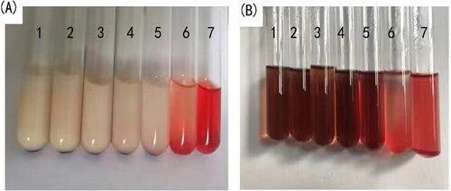 Figure 10. Status of hemolysis safety evaluation with APT-IE (A) and APT-SL (B)