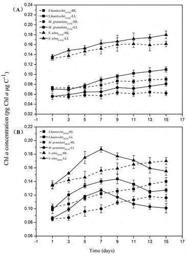 Figure 5. Variations in LLH and HLH diatom Chla concentrations under LL and HL treatments. Values are the median ± standard deviation of triplicate measurements. LL: 5 μmol photons m−2 s−1, HL: 320 μmol photons m−2 s−1. (A) LLH diatoms. (B) HLH diatoms.