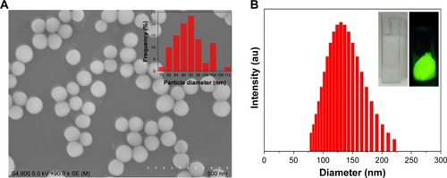 Figure 2 Characterization of the FITC-labeled SiO2-NPs.Notes: (A) Scanning electron microscope images of SiO2-NPs and the corresponding size distribution plot (inset). (B) Diameter distribution of the FITC-labeled SiO2-NPs in purified water as assessed by dynamic light scattering. Inset: dispersion in water (left) and fluorescent photograph of FITC-labeled SiO2-NPs (right).Abbreviations: SiO2-NPs, silica nanoparticles; FITC, fluorescein isothiocyanate.