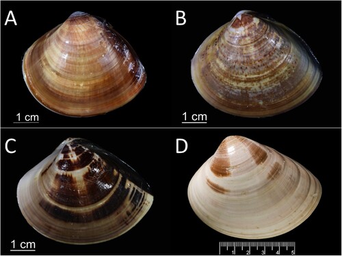 Figure 6. Shells of hard clams A, Meretrix taiwanica sp. n.; B, M. petechialis; C, M. lusoria; D, Cytheraea formosa (unavailable name-bearing types, syntype, digital image cited from BMNH HP collection, 20120227).