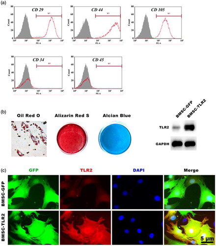 Figure 1. Characterization of canine BMSCs and TLR2 gene expression (a) The molecular surface epitopes in BMSCs assayed by flow cytometry. (b) Multilineage differentiation of canine BMSCs. (c, d) TLR2 expression in BMSCs was detected using Western blotting and immunofluorescence staining.