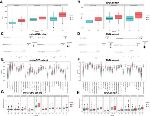 Figure 4 The Correlation between Ferroptosis Subtypes and TME. (A) Boxplot shows the differences of immune score, stromal score and estimate score between C1 and C2 in meta-GEO cohort. (B) Boxplot shows the differences of immune score, stromal score and estimate score between C1 and C2 in TCGA cohort. (C) Correlation of FSS and FPI with the Immune score, stromal score and estimate score in meta-GEO cohort. (D) Correlation of FSS and FPI with the Immune score, stromal score and estimate score in TCGA cohort. (E) Violin plot shows the abundance of 21 immune cell populations distinguished by C1 and C2 in meta-GEO cohort. (F) Violin plot shows the abundance of 21 immune cell populations distinguished by C1 and C2 in TCGA cohort. The green box represents C1, red one represents C2. (G) Boxplot shows the expression levels of 9 immune checkpoint genes between C1 and C2 in meta-GEO cohort. (H) Boxplot shows the expression levels of 9 immune checkpoint genes between C1 and C2 in TCGA cohort. *p < 0.05; **p  < 0.01; ***p  < 0.001.