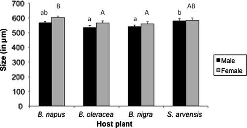 Figure 1.  Hind tibia length (µm) measured as a proxy of Diaeretiella rapae body size when its host Myzus persicae was feeding on Brassica napus (N = 27 plants), B. oleracea (N = 27), B. nigra (N = 29), or Sinapis arvensis (N = 29). Female parasitoids were larger when the aphids fed on B. napus (F=8.87, p = 0.03), while male parasitoids were larger on S. arvensis (F=9.76, p = 0.02). Males were always smaller than females on all plant species (F=11.17, p < 0.001). Significant differences among host plants are indicated by capital letters for the female parasitoids and lowercase letters for the males.