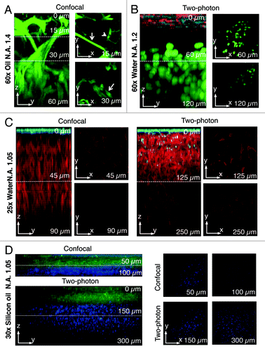 Figure 3. Comparison between two-photon and confocal microscopy at different magnifications. (A) The salivary glands of a transgenic mouse expressing Lifeact-GFP were imaged by confocal microscopy (excitation 488 nm) using an oil immersion lens (NA 1.4, Olympus). A z-scan was acquired reaching a maximum depth of 60 nm (zy view). In the xy views, myoepithelial cells (arrows) and the apical plasma membrane (arrowheads) are highlighted. (B) Human head and neck squamous carcinoma cells (HN12) were engineered to express GFP-histone 2B and injected in the back of an immunocompromised mouse. After 2 weeks, Texas red-dextran was injected systemically, the primary tumor was surgically exposed and imaged by intravital two-photon microscopy (excitation 930 nm) with a 60x water immersion lens (NA 1.2, Olympus). A z-scan shows that two-photon microscopy extend the imaging depth to 120 µm (see xy views). The surface of the tumor was determined by visualizing collagen fibers that are excited at this wavelength (cyan) and superficial stromal cells (red) that internalize dextran. The tumor mass is highlighted by the nuclear staining (green). (C) A mouse ubiquitously expressing a membrane targeted peptide fused to the tandem tomato (m-tomato) was engineered to express a membrane targeted peptide fused to GFP (m-GFP) in keratin 14-expressing cells as previously described.Citation83 The liver was excised and imaged by either confocal (left panels, excitation 488nm and 561 nm) or two-photon (excitation 930 nm) microscopy with a 25x water lens (NA 1.05, Olympus). GFP expressing cells are confined to the surface of the liver (cyan) whereas the hepatocytes were imaged up to 90 µm (confocal) or 250 µm (two-photon). (D) The mouse described in (C) was injected with Hoechst, and the tongue was imaged by either confocal (excitation 350 nm and 488 nm) or two-photon (excitation 820 nm) using a 30x silicon lens (NA 1.05, Olympus). A z-scan shows that nuclei (blue) can be imaged up to 100 µm (confocal) or 300 µm (two-photon).