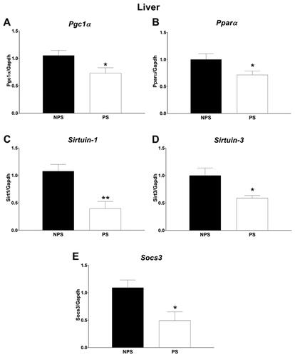 Figure 4. Liver gene expression. A: Peroxisome proliferator-activated receptor gamma coactivator 1-alpha. B: Peroxisome Proliferator-Activated Receptor Alpha. C: Sirtuin-1. D: Sirtuin-3. E: Suppressor of cytokine signaling 3. Panels A-E: Values are presented as mean ± standard error (n = 8–9 mice in each group). NPS: non-prenatal stress (dark bars); PS: prenatal stress (white bars). * p < .05 and ** p < .01.