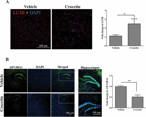 Figure 8. Crocetin significantly reduced brain levels of Aβ by inducing autophagy in 5XFAD mice treated with 10 mg/kg for 30 d. (A) Representative images and quantitative analysis from brain sections stained with LC3B antibody (red) demonstrated increased levels of LC3B in 5XFAD mice brains treated with crocetin (10 mg/kg for 30 d) when compared with vehicle-treated mice. Scale bar: 200 μm. Blue staining for DAPI. (B) Representative images and quantitative analysis from brain sections stained with AIF1/IBA1 antibody (green) to detect activated microglia; blue staining for DAPI. Crocetin significantly attenuated brain gliosis in 5XFAD mice brains. Closed inserts are showing higher magnification of the hippocampus region. Scale bar: 100 μm. Data are presented as mean ± SEM of n = 4 mice in each group. Statistical analysis was determined by Student’s t-test. *P < 0.05, **P < 0.01 versus vehicle-treated group