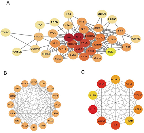 Figure 6 Analysis of protein interactions. (A) PPI network of 42 genes. (B) The only important module. (C) Ten Hub genes identified by MCC.