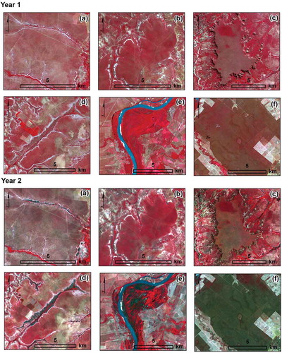 Figure 2. OLI/Landsat-8 false color composite (bands 5, 4 and 3 in RGB) from year 1 (19 June 2015) and year 2 (27 October 2016) showing examples of vegetation types found in the study area. (a) grassland (open grassland); (b) shrub savanna (open grassland with sparse shrubs); (c) woodland savanna (mixed grassland, shrublands and trees up to seven meters in height); (d) palm swaps (riparian vegetation); (e) semideciduous forest (semideciduous canopy foliage); and (f) deciduous forest (predominance of deciduous trees whose loss of foliage reaches more than 50%).