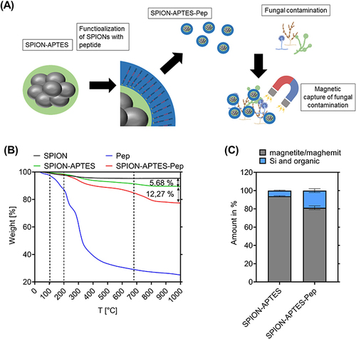Figure 1 Functionalization of SPION-APTES, use and content of peptide and organic components. (A) Functionalization and separation procedure. (B) TGA of SPIONs, SPION-APTES and SPION-APTES-Pep and peptide alone. (C) Iron oxide and organic content ratio in % (w/w) for SPION-APTES-Pep (iron content was determined after evaporation by AES measurements). Experiments were performed in triplicates. Shown are the mean values with standard deviations.
