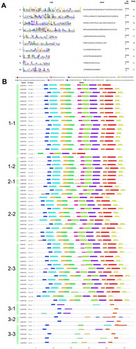 Figuer 4. Conserved domains of the MATE proteins in pigeonpea. A. The motif details of five highly conserved domains identified in CcMATE proteins and the logos of these domains created using the MEME program. B. The CcMATE proteins are listed according to the order of subfamily 1–3 in the phylogenetic tree. Each motif is represented by a colored box. He length of the motif can be estimated using the bottom scale (unit: amino acids).