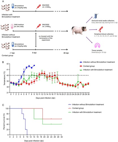 Figure 5. Inhibitory activities of brincidofovir against ASFV in vivo. (A) Schematic illustration of the animal experiment. The animal experiment was performed as the schematic diagram showed. Chinese Bama minipigs (35 days old) were randomly divided into three groups. Pigs were randomly assigned to the control group (infection without treatment, n = 5) or the two treatment groups (infection with treatment and contact group, n = 5 in each group). The pigs in the treatment groups were orally dosed with brincidofovir at 2 mg/kg body weight. The pigs were dosed every 24 h for 7 days before the virus challenge until the termination of the experiment. The control group and infection with treatment group were infected intramuscularly (i.m.) with 1 HAD50 SNJ/2020. From the first day of infection until the termination of the experiment, the contact group was co-housed with the control group, to evaluate whether brincidofovir could protect pigs from succumbing to contact transmission. The rectal temperature of the pigs was monitored daily, and clinical signs and survival were recorded during the study. Peripheral blood was collected for viral genome copies detection. Oral and rectal swabs were collected for shedding detection. Necropsy was performed in a timely manner for dead and dying pigs. All surviving pigs were euthanized and necropsied at 30 days post-infection (dpi). Tissue samples were collected from all pigs for histopathological examination and viral load analysis, including heart, liver, spleen, lung, kidney, tonsil, and submaxillary lymph node. (B) The rectal temperature of all surviving pigs in each group was monitored for 30 days after ASFV infection. (C) Survival of pigs in each group was recorded for 30 days after ASFV infection. Data were shown as Kaplan-Meier survival curves (n = 5 for each group).