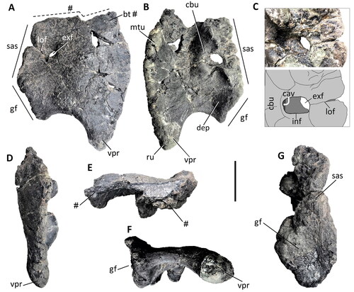 Figure 27. Comptonatus chasei gen. et sp. nov. (IWCMS 2014.80). Right coracoid in A, lateral, B, medial, C, close-up of coracoid foramen in medial view with drawing below, D, anterior, E, dorsal, F, ventral and G, posterior views. Abbreviations: bt, ventral end of bicipital tubercle; cav, entrance to cavity; cbu, cornuate buttress; dep, depressed area; exf, external foramen; gf, glenoid fossa; inf, internal foramen; lof, line of fusion; mtu, medial tubercle; ru, rugosity; sas, scapular articular surface; vpr, ventral process; #, fractured surface. Scale bar represents 50 mm.