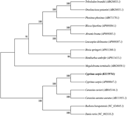 Figure 1. Phylogenetic tree generated using the maximum-likelihood method based on complete mitochondrial genomes. GenBank accession numbers for the published sequences are Tribolodon brandtii (AB626853.1), Oreoleuciscus potanini (AB626851.1), Phoxinus phoxinus (AB671170.1), Blicca bjoerkna (AP009304.1), Abramis brama (AP009305.1), Leucaspius delineatus (AP009307.1), Biwia springeri (AP011360.1), Hemibarbus umbrifer (AP011415.1), Megalobrama terminalis (AB626850.1), Cyprinus carpio L. (AP009047.1), Carassius auratus cuvieri (AB045144.1), Carassius auratus auratus (AB111951.1), Rasbora borapetensis (NC_024045.1) and Danio rerio (NC_002333.2)