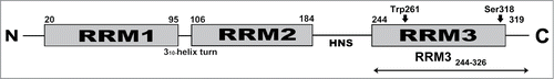 Figure 1. Schematic Domain Organization of HuR. The positions of the phosphorylation site S318, and of W261, responsible for HuR dimerization, are both marked. The HuR Nucleocytoplasmic Shuttling sequence (HNS) is also represented. The boundaries of RRM3 construct used in this work are from W244 to K326 in reference to the HuR FL protein.