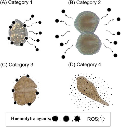 Fig. 7. Schematic illustrations of the presence of the haemolytic agents and ROS production in H. circularisquama (A), A. tamiyavanichii (B), K. mikimotoi (C) and Chattonella spp. (D). In H. circularisquama, some of the haemolytic agents are secreted extracellularly and some are bound on the cell surface. In A. tamiyavanichii, almost all the haemolytic agents are secreted extracellularly. In K. mikimotoi, almost all the haemolytic agents are bound on the cell surface, and low levels of ROS are produced. In Chattonella spp., there is no haemolytic agent, but high levels of ROS are produced.