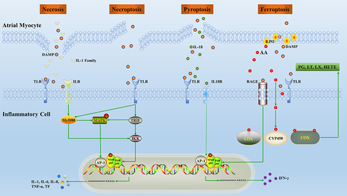 Figure 2 Overview of the inflammatory pathways induced by inflammatory cell death. Release of inflammatory factors, mainly DAMPs, following cardiomyocytes death promotes polarization and chemotaxis of inflammatory cells. In turn, inflammatory cells secrete inflammatory factors which alter the structure and electrical conduction activity of the local microenvironment.