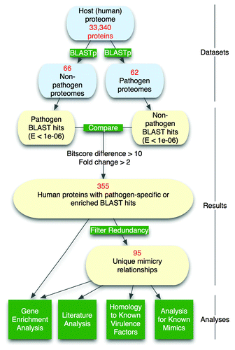 Figure 1. Computational pipeline for detection of molecular mimicry candidates in human pathogenic bacteria.