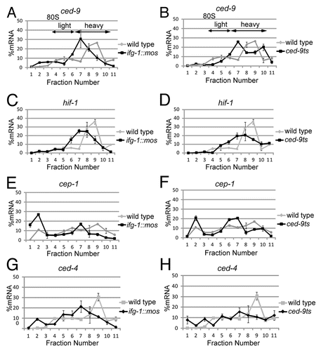 Figure 5. Other stress and apoptotic mRNAs, ced-9 (Bcl-2), hif-1 (HIF-1), cep-1 (p53) and ced-4 (Apaf-1) have differing abilities to be translated after depletion of cap-associated IFG-1 p170. RNA distributions were quantified by qPCR in wild type, ifg-1::mos, and ced-9ts strains from polysome profiles depicted in Figure 3. These gradients represent 1 of 4 biological replicates of wild type and ced-9ts strains and 1 of 2 biological replicates of the ifg-1::mos strain. Changes efficiency of ced-9 mRNA translation was determined in ifg-1::mos (A) and ced-9ts (B) strains in comparison to the wild type strain. RNA distributions quantified by qPCR indicating changes in translational efficiency of hif-1 in the ifg-1::mos (C) and ced-9ts (D) strains in comparison to the wild type strains. qPCR quantified RNA distributions indicating changes in the translational efficiency of cep-1 in the ifg-1::mos (E) and ced-9ts (F) strains in comparison to the wild type strain. Changes efficiency of total ced-4 mRNA translation were determined in ifg-1::mos (G) and ced-9ts (H) strains in comparison to the wild type strain. All qPCR data was confirmed in biological duplicates.