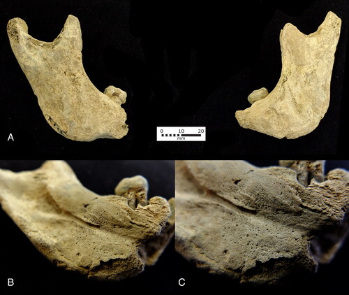 Fig 10 Domburg-Schuitvlotstraat: Mandible of ZAD1320–1. (A) Both halves of the mandible; (B–C) close-ups of the reactive growth of bone following the injury. Photographs by Raphaël Panhuysen.